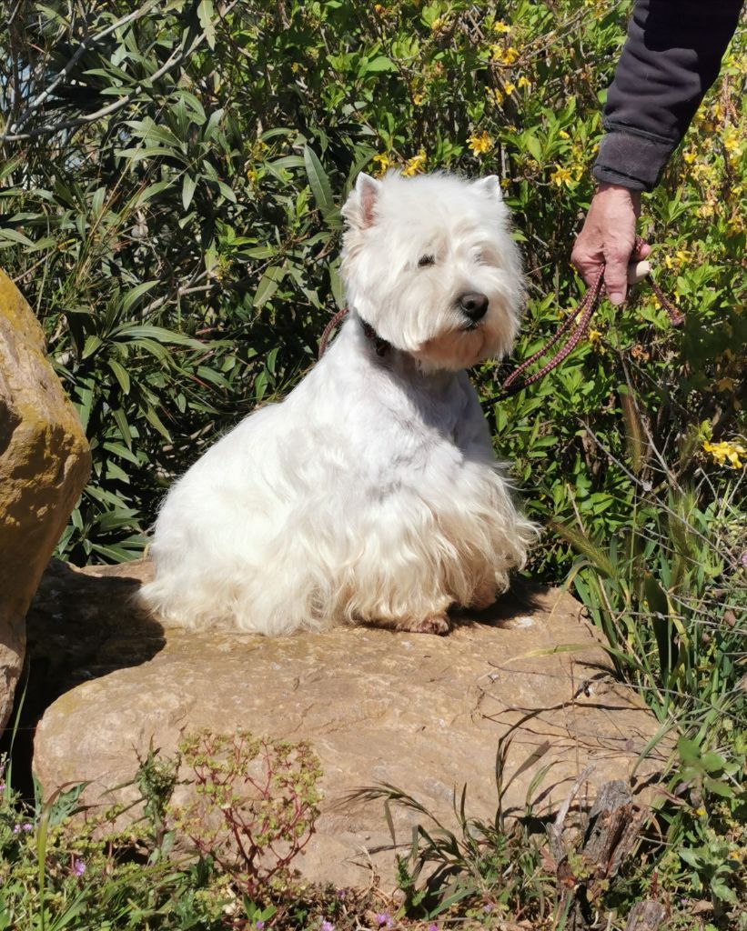 Les West Highland White Terrier de l'affixe Du Clos Du Griffin