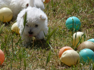 Du Clos Du Griffin - West Highland White Terrier - Portée née le 15/04/2022