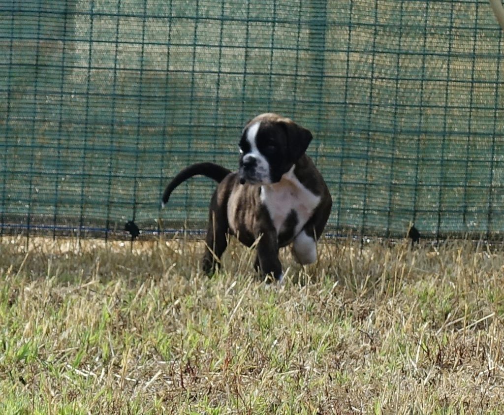 Chiots Moxie Siddharta